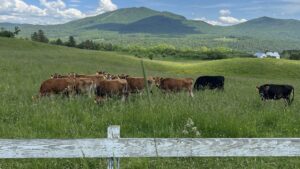 A field of cows chewing grass in. Vermont landscape.